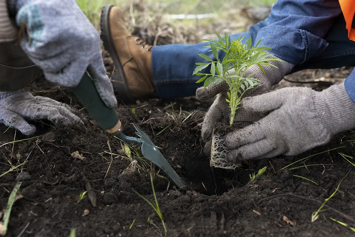 Mãos com luvas plantando uma muda de árvore no solo